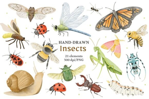 Download Watercolor Insects &amp; Bugs Clipart - Watercolor Collection